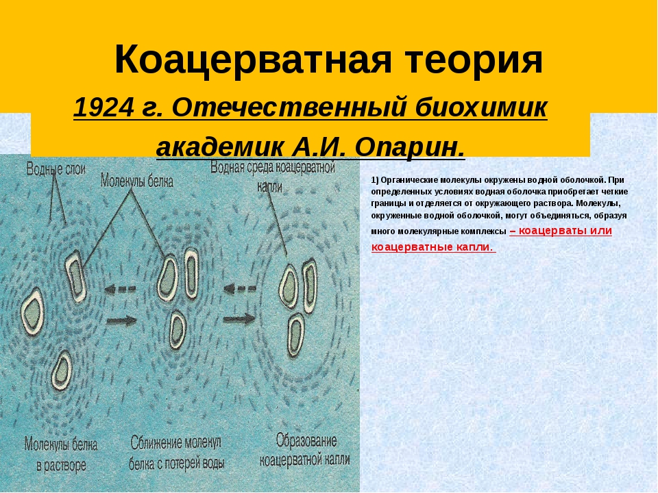 Теория происхождения первых клеточных организмов из коацерватов